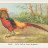 The golden pheasant.