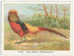 The golden pheasant.