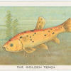 The golden tench.