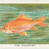 The goldfish.