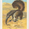 The great anteater.