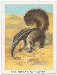 The great anteater.