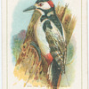 The great spotted woodpecker.