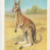 The kangaroo.