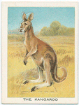 The kangaroo.