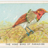 The king bird of paradiese.