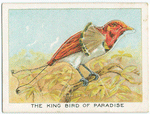 The king bird of paradiese.