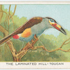 The laminated hill toucan.