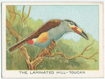 The laminated hill toucan.