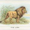 The lion.