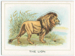 The lion.