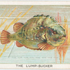 The lump-sucker.