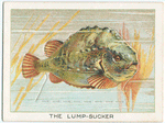 The lump-sucker.