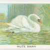 Mute swan.