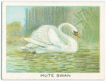 Mute swan.