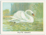 Mute swan.