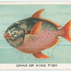 Opah or king fish.