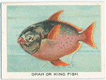 Opah or king fish.