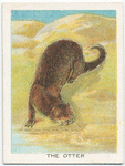 The otter.