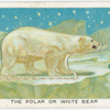 The polar or white bear.