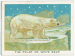 The polar or white bear.