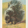 The porcupine.