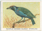 Purple headed glossy starling.