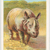 The rhinoceros.