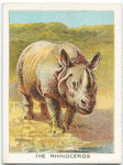 The rhinoceros.