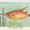The snipe fish.