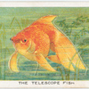 The telescope fish.