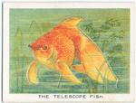 The telescope fish.