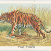 The tiger.