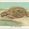 The tortoise.