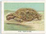 The tortoise.