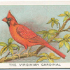 The Virginian cardinal.