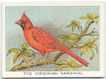 The Virginian cardinal.