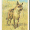 The wolf.