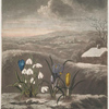 The snowdrop.