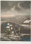 The snowdrop.