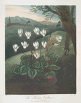 The Persian cyclamen.