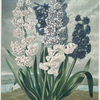 Hyacinths.