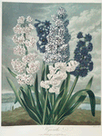 Hyacinths.
