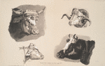 Nouvelles études d'animaux aux deux crayons, no. 1: [Quatre têtes d'animaux, boeufs, veau, bélier].