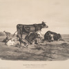Nouvelles études d'animaux aux deux crayons, no. 5: [Jeune fille gardant des boeufs et une chèvre].