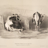 Nouvelles études d'animaux aux deux crayons, no. 8: [Vaches à l'étable].