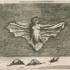 Vespertilio, qui ob corporis molem Cattus Volans dicitur.