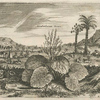 Rheubarbarum verum.