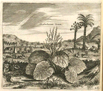 Rheubarbarum verum.