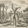 Ficus indica, arbor paradisi.
